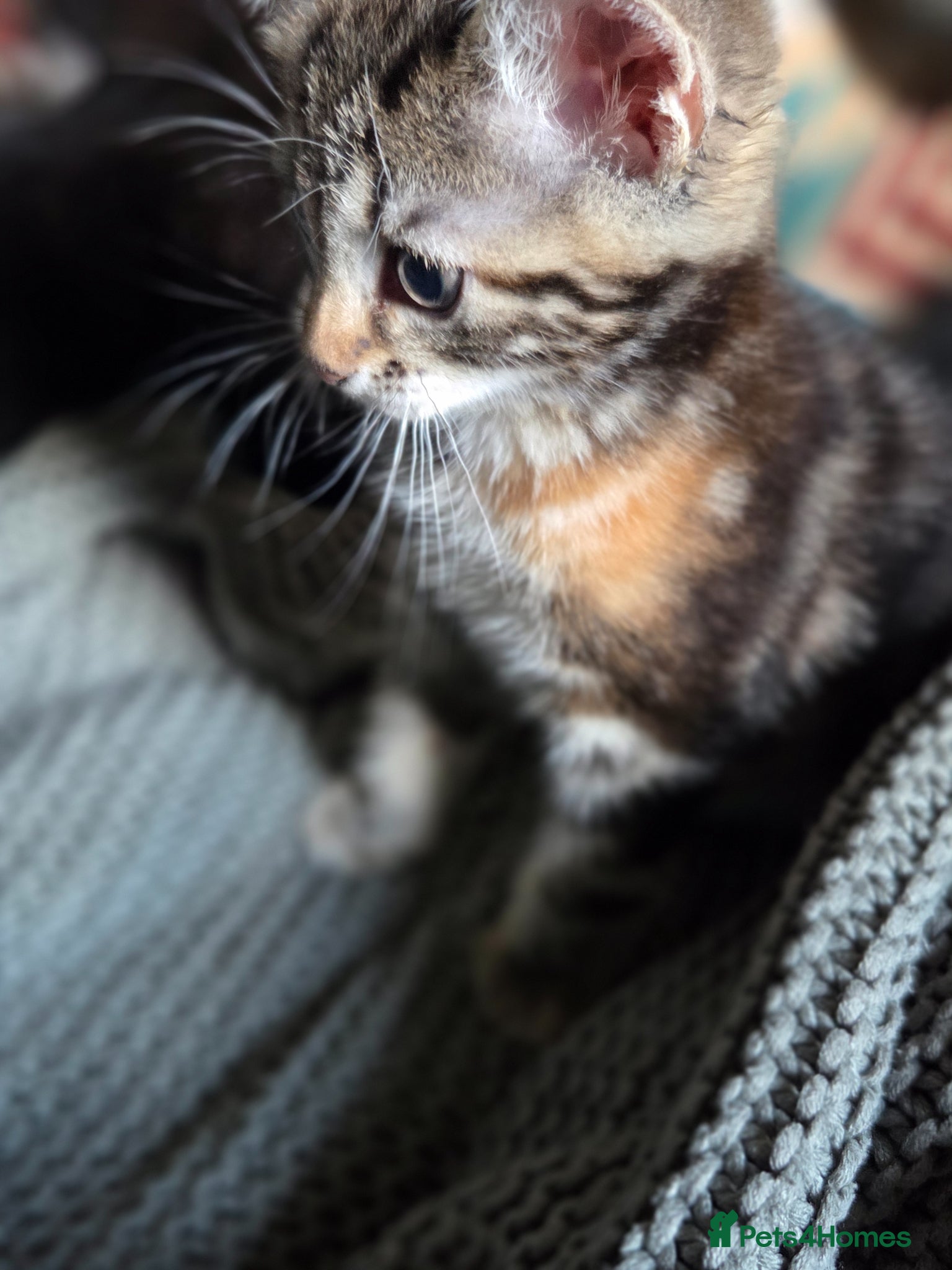 Mixed Breed cats for sale: Kittens ready now PLEASE READ! - Advert 5