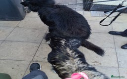 German Shepherd dogs for stud: Zeus  in Wolverhampton - Image 7