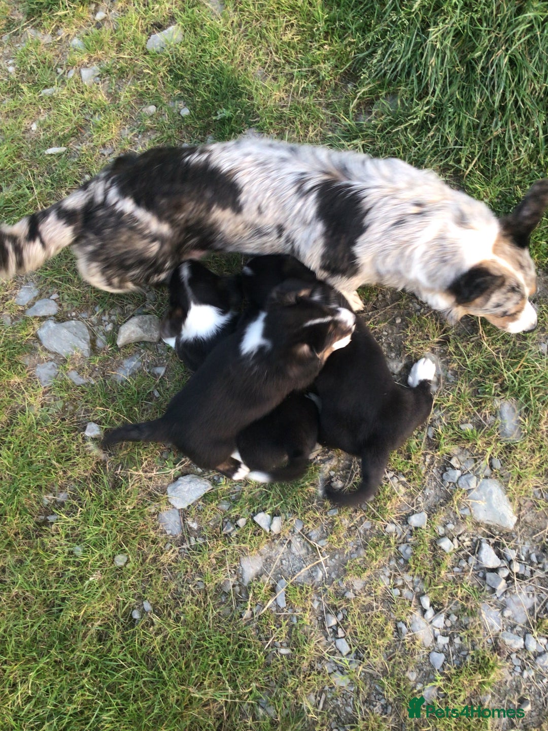 Welsh Corgi Cardigan dogs for sale: 🌟Beautiful Cardigan Corgi tri colour pups🌟 - Image 5