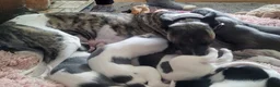 Whippet dogs for sale: Whippet puppys for sale - Advert 3