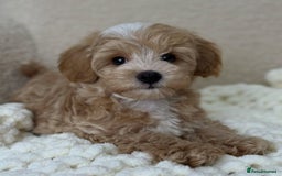 Maltipoo dogs for sale: Beautiful Maltipoo Toy Puppies - Image 5