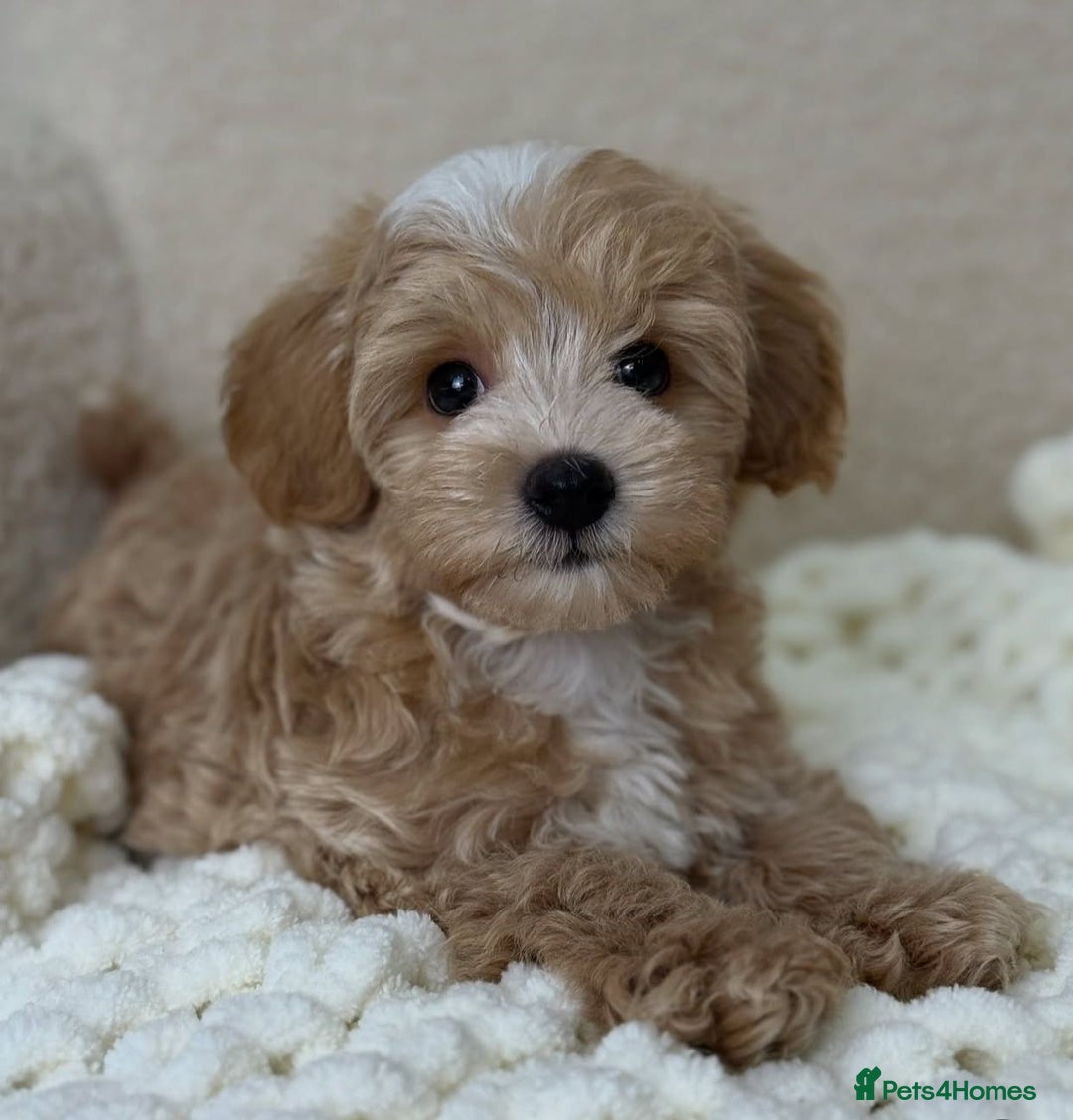 Maltipoo dogs for sale: Beautiful Maltipoo Toy Puppies - Image 5