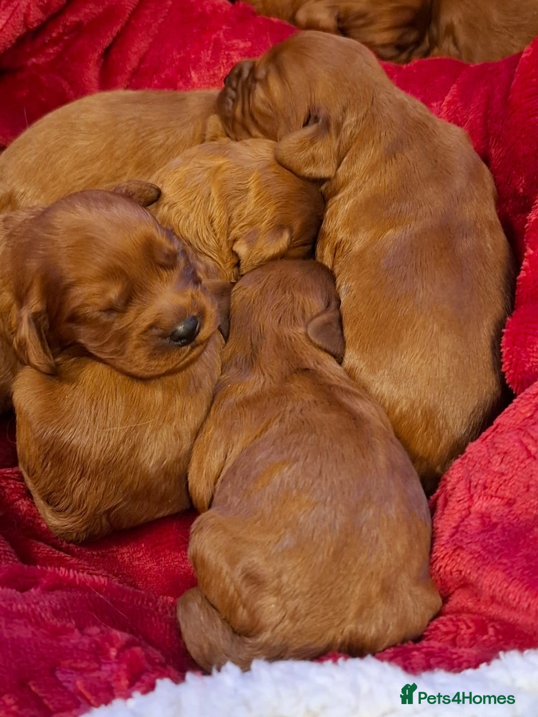 Cavapoo dogs for sale: Cavapoo puppies gorgeous red f1 ❤️!!!. - Advert 3