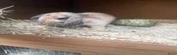 Mini Lop rabbits for sale: 2 doe mini lop rabbits  in Stoke-on-Trent - Advert 1