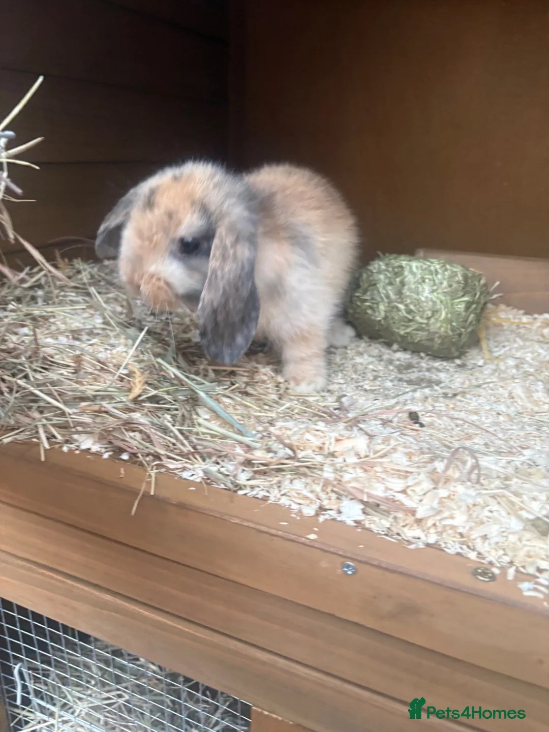 Mini Lop rabbits for sale: 2 doe mini lop rabbits  in Stoke-on-Trent - Advert 1