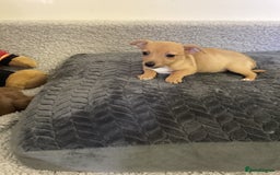 Jack Russell dogs for sale: Jack Russell puppies  - Image 27