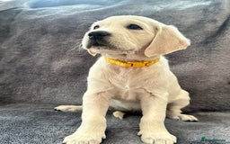 Golden Retriever dogs for sale: KC REGISTERED GOLDEN RETRIEVER PUPS - Image 9