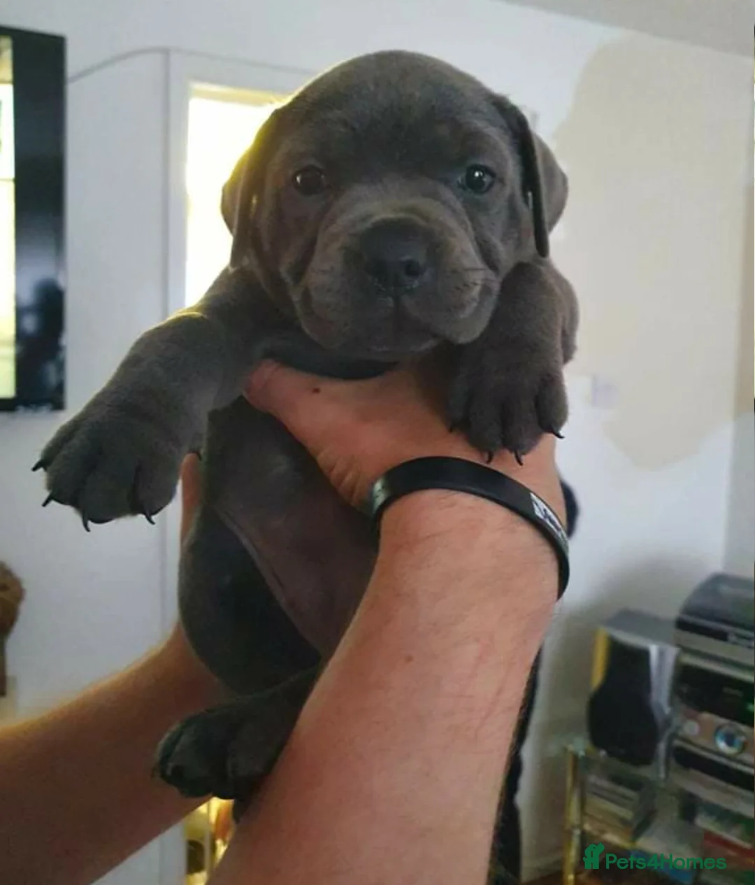 Staffordshire Bull Terrier dogs for stud: Best bloodlines in the UK Holds 20  CHAMPS PROVEN in Swansea - Advert 12