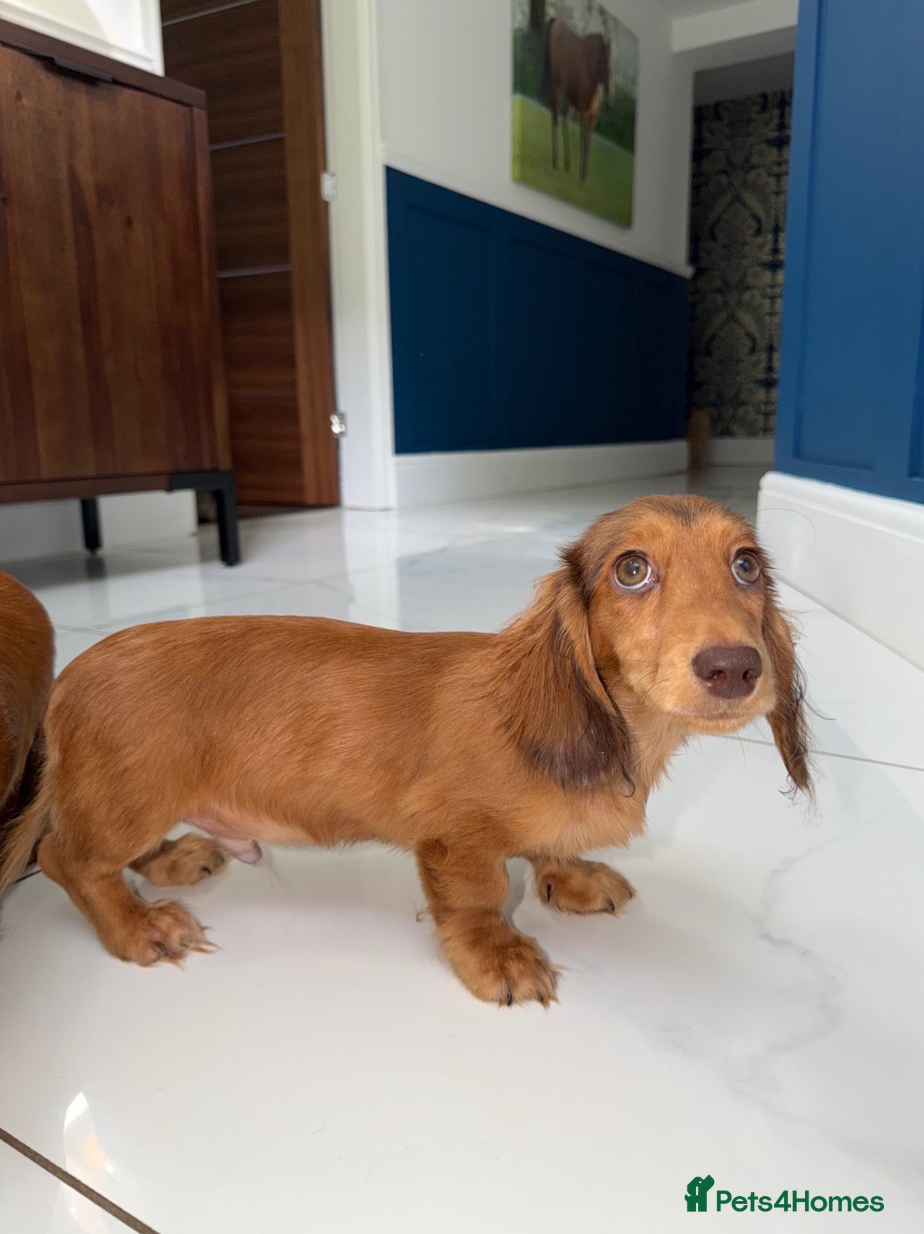 Miniature Dachshund dogs 🩷Stunning Long Haired Mini Dachshunds💙 - Advert 2