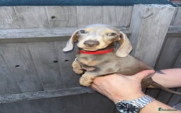 Dachshund dogs for sale: 🏡🐾 Isabella Dachshund Puppies - Ready Now 🐾🏡 - Advert 21