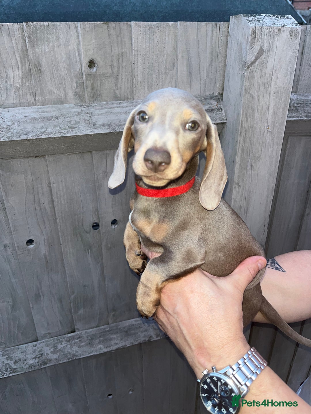 Dachshund dogs for sale: 🏡🐾 Isabella Dachshund Puppies - Ready Now 🐾🏡 - Advert 21