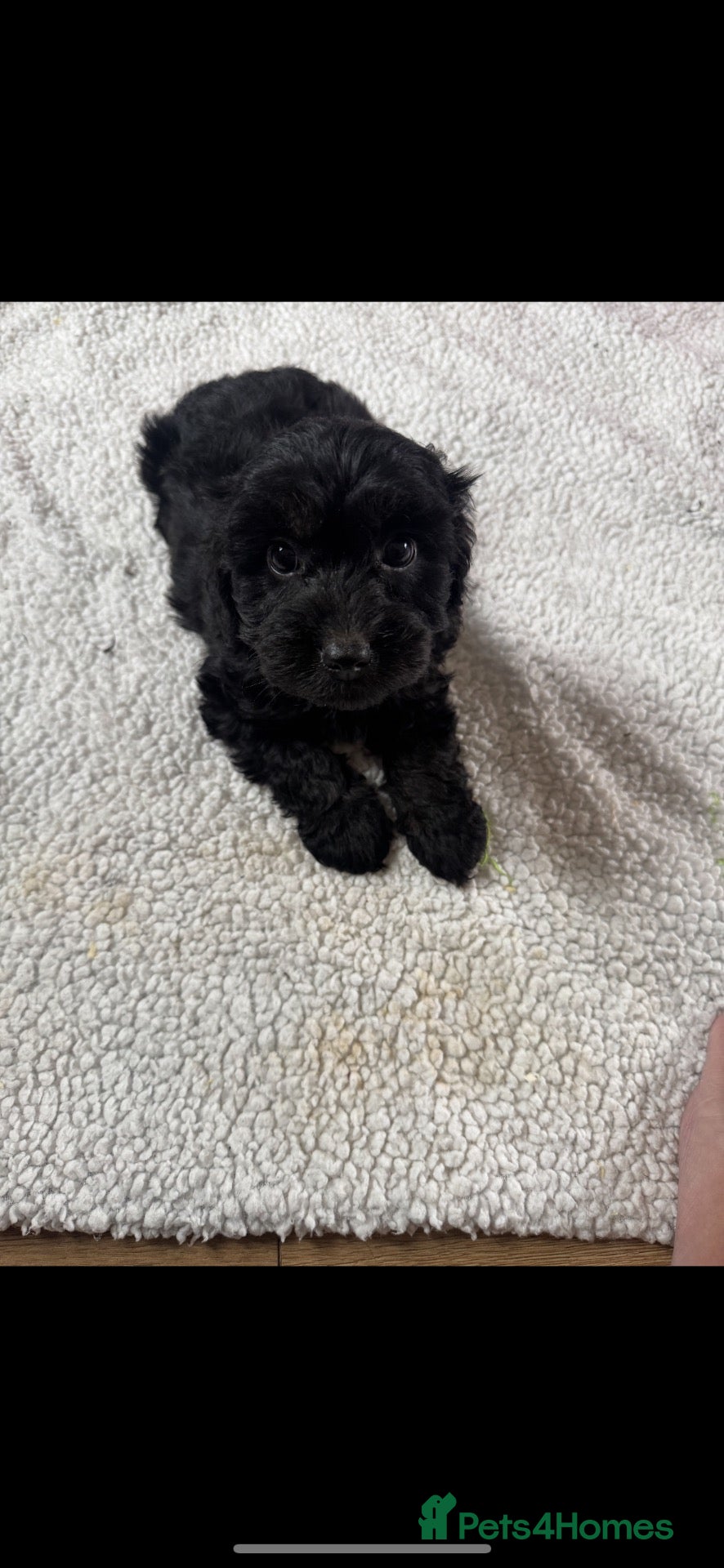 Cockapoo dogs F1 cockapoo puppies  - Advert 5
