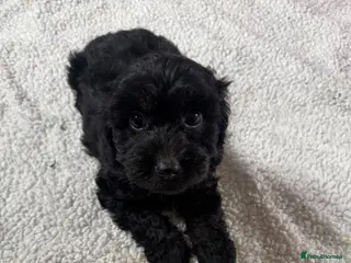 Cockapoo dogs F1 cockapoo puppies - Advert 5