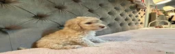 Cockapoo dogs for sale: Adorable Toy Cockapoos (F1b) - Advert 31