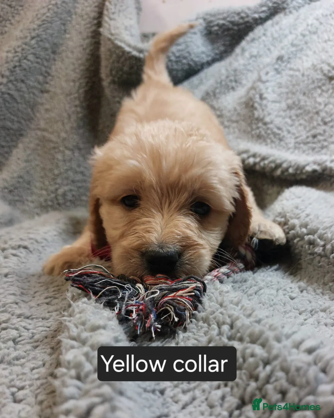 Goldendoodle dogs for sale: 2 beautiful F1 female Goldendoodle pups for sale - Advert 11