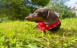 Miniature Dachshund dogs for sale: BEAUTIFUL KC REG & PRA CLEAR MINIS - 0% inbreeding - Image 15
