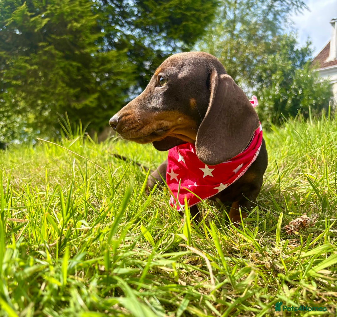 Miniature Dachshund dogs for sale: BEAUTIFUL KC REG & PRA CLEAR MINIS - 0% inbreeding - Image 15