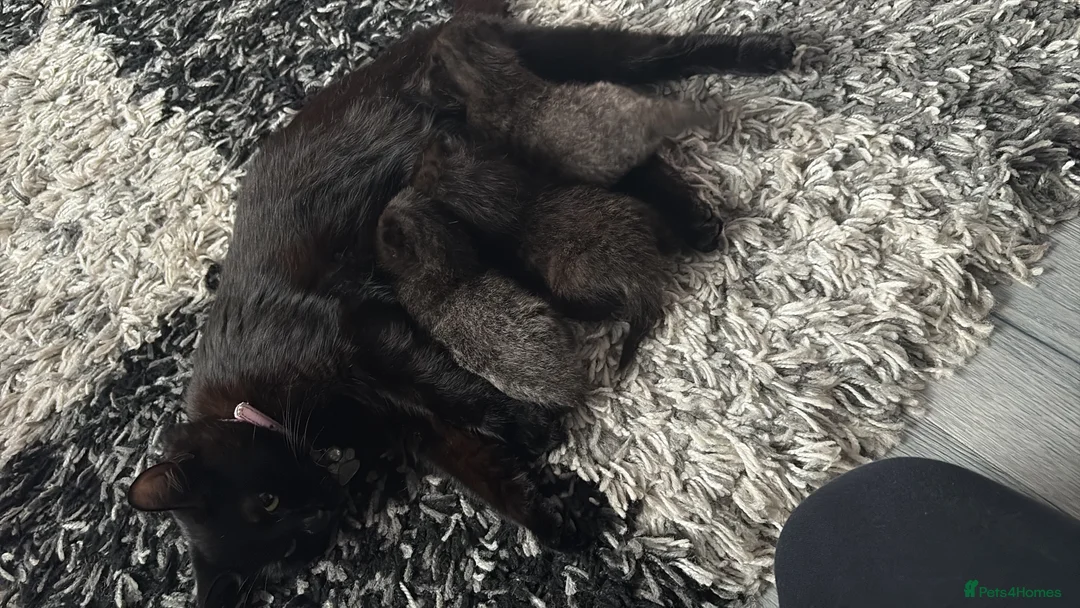 Mixed Breed cats for sale: Grey kittens in Derby - Advert 8