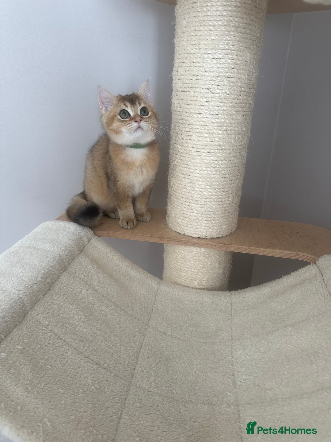 British Shorthair cats for sale: BSH Golden kittens  - Image 26