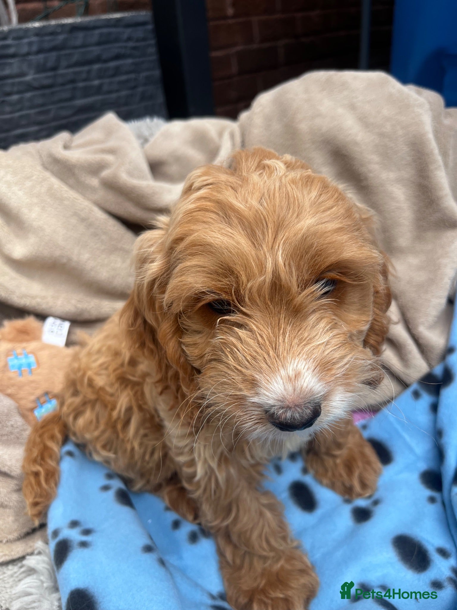 Cockapoo dogs KC Parent Show Type Miniature Cockerpoo Puppies  - Advert 2