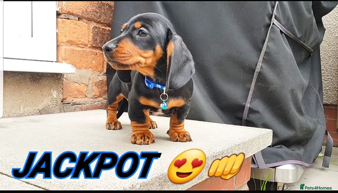 Dachshund dogs for sale: BLE TAN & BLACK TAN MINI DAX'S AVAILABLE  - Image 8