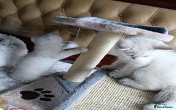 British Shorthair cats for sale: Scottish Fold and Straight kittens  - Image 30