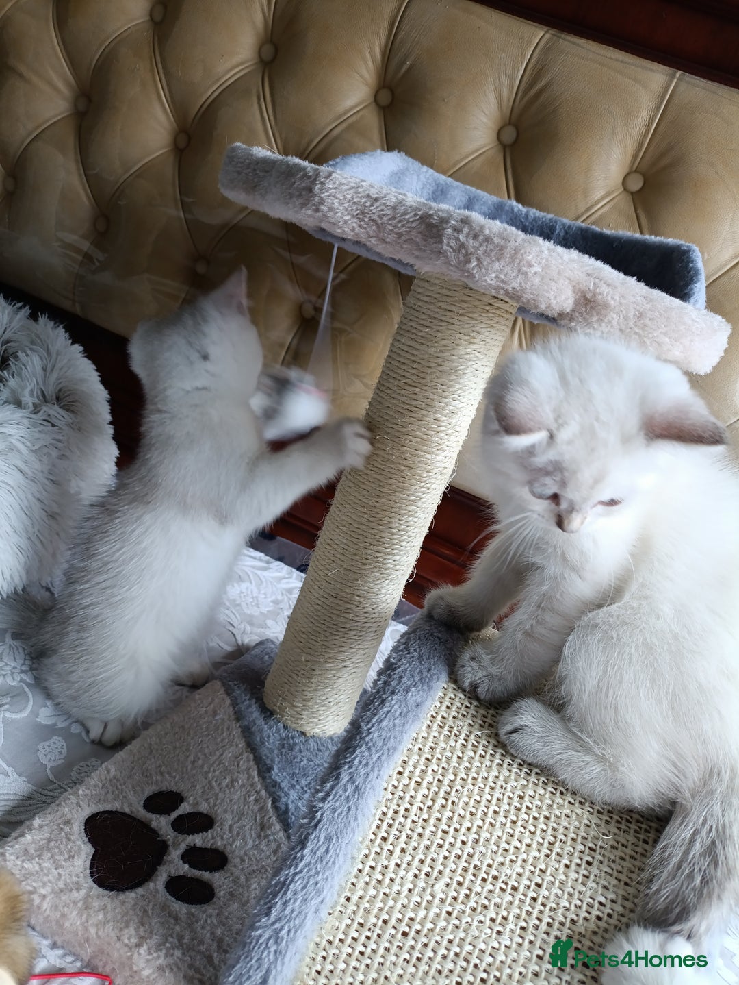British Shorthair cats for sale: Scottish Fold and Straight kittens  - Image 30