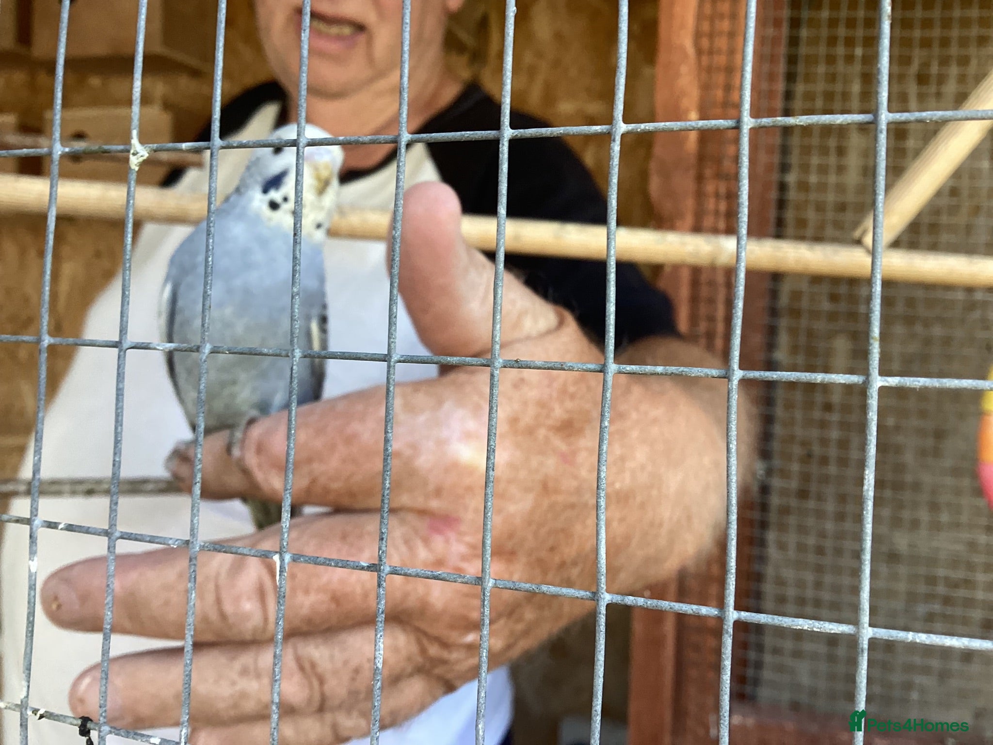 Budgerigars birds New baby budgies  - Advert 1