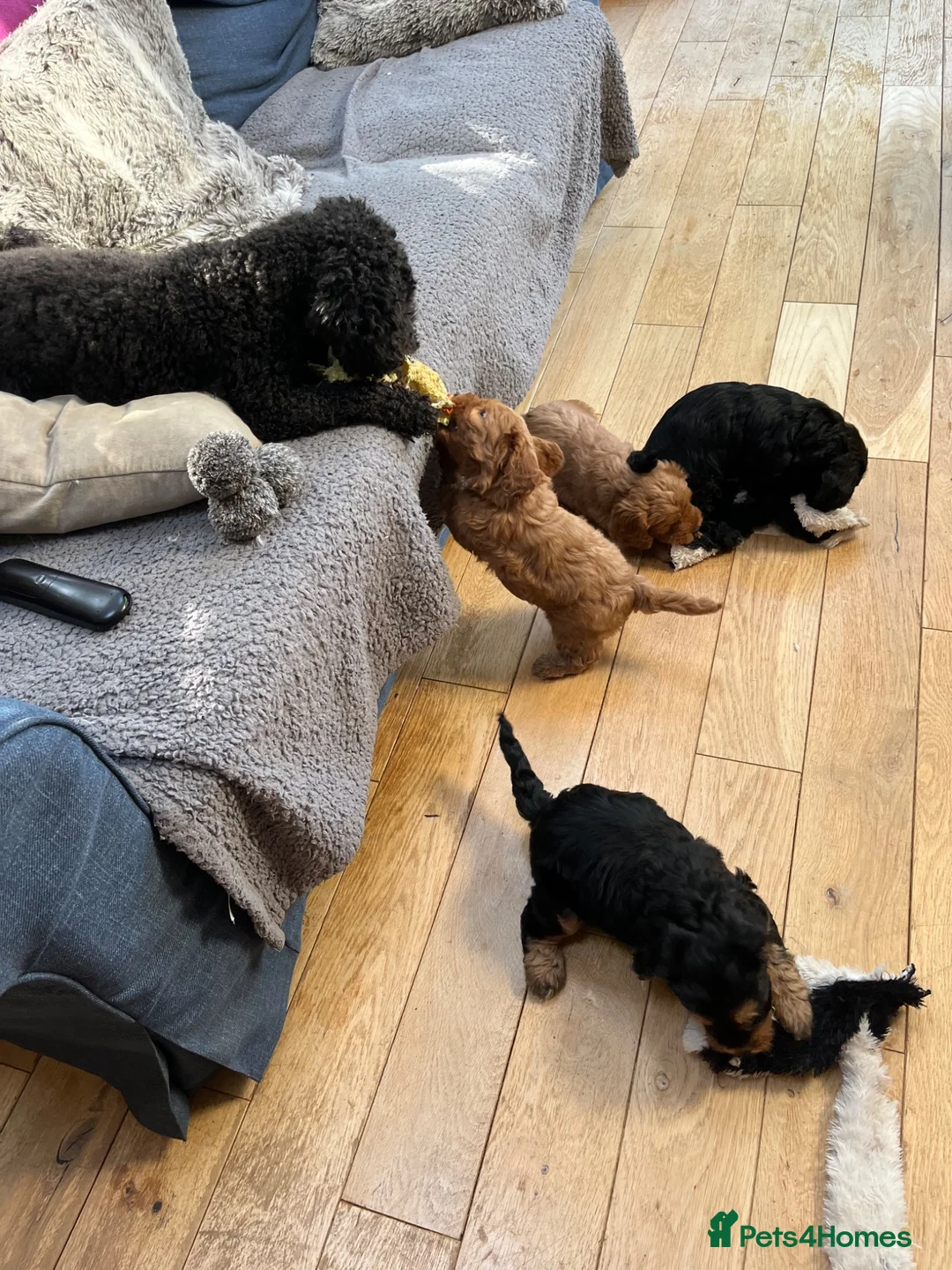 Cockapoo dogs for sale: 2 golden cockapoo girls available  in Halstead - Advert 2