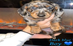 Dachshund dogs for sale: Beautiful miniature dachshund puppies - Image 1