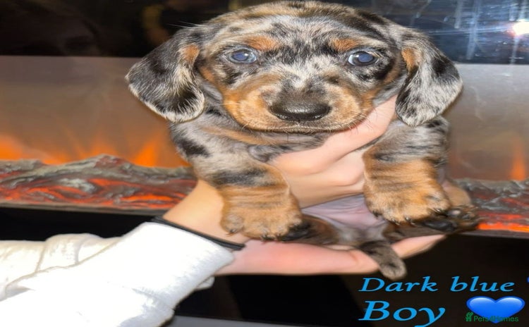 Dachshund dogs - Advert 2