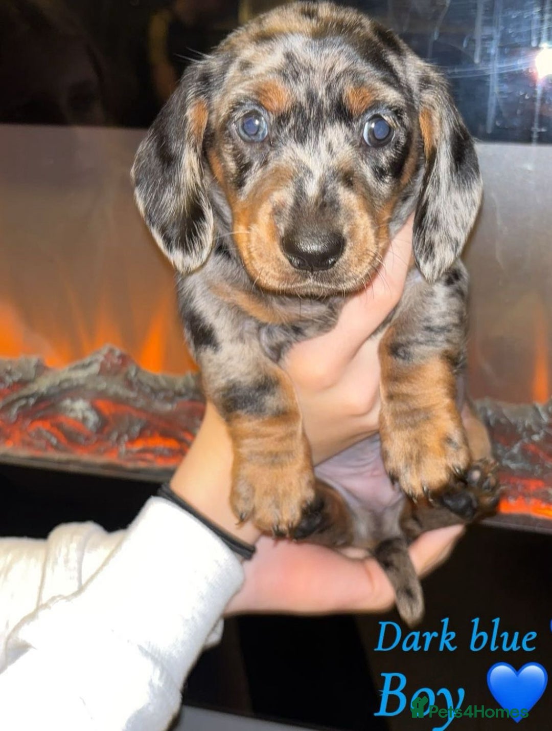 Dachshund dogs for sale: Beautiful miniature dachshund puppies - Image 1