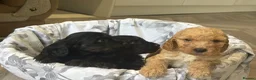 Cockapoo dogs for sale: 7 Beautiful F1 Cockapoo Puppies  - Advert 4
