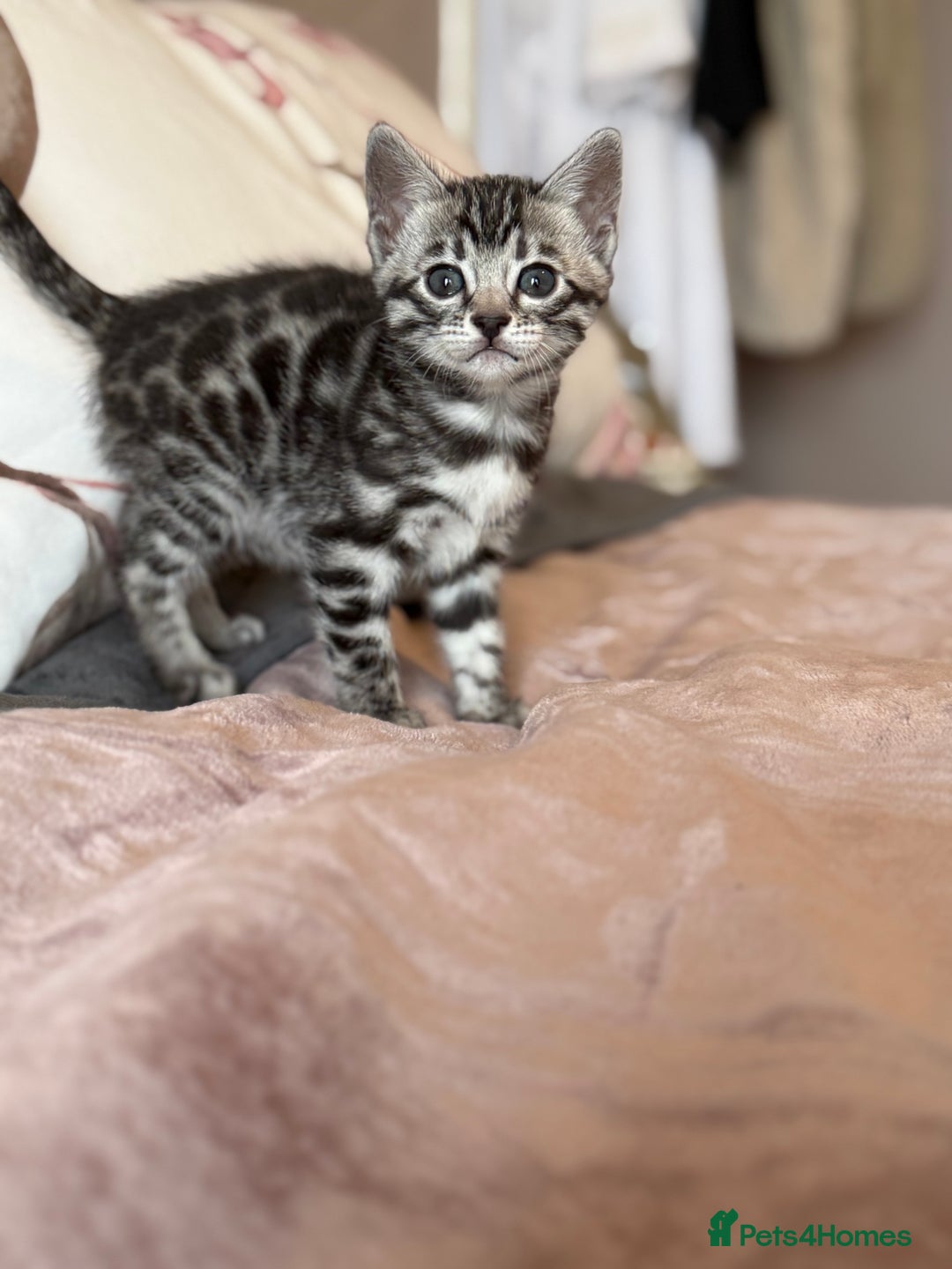 Bengal cats for sale: ⭐️Divine silver black spotted tabby bengal ⭐️ - Advert 39