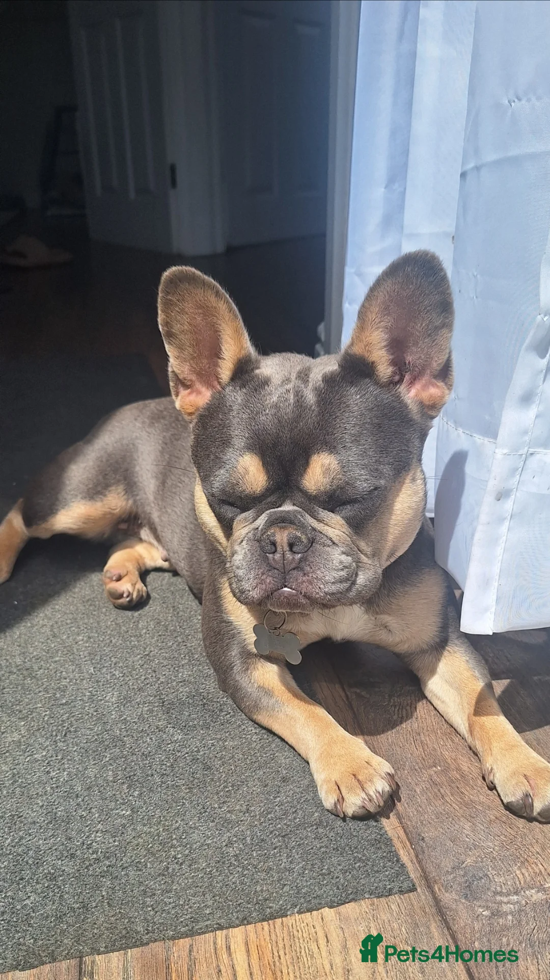 French Bulldog dogs for sale: Beautiful Bella  in Leeds - Advert 1