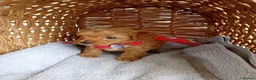 Cavapoo dogs for sale: Rare Asian poodle x Cavapoo puppies  in Canvey Island - Advert 4