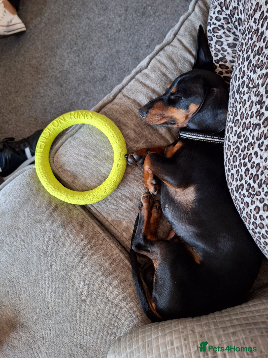 Miniature Dachshund dogs for sale: Bailey - Advert 5