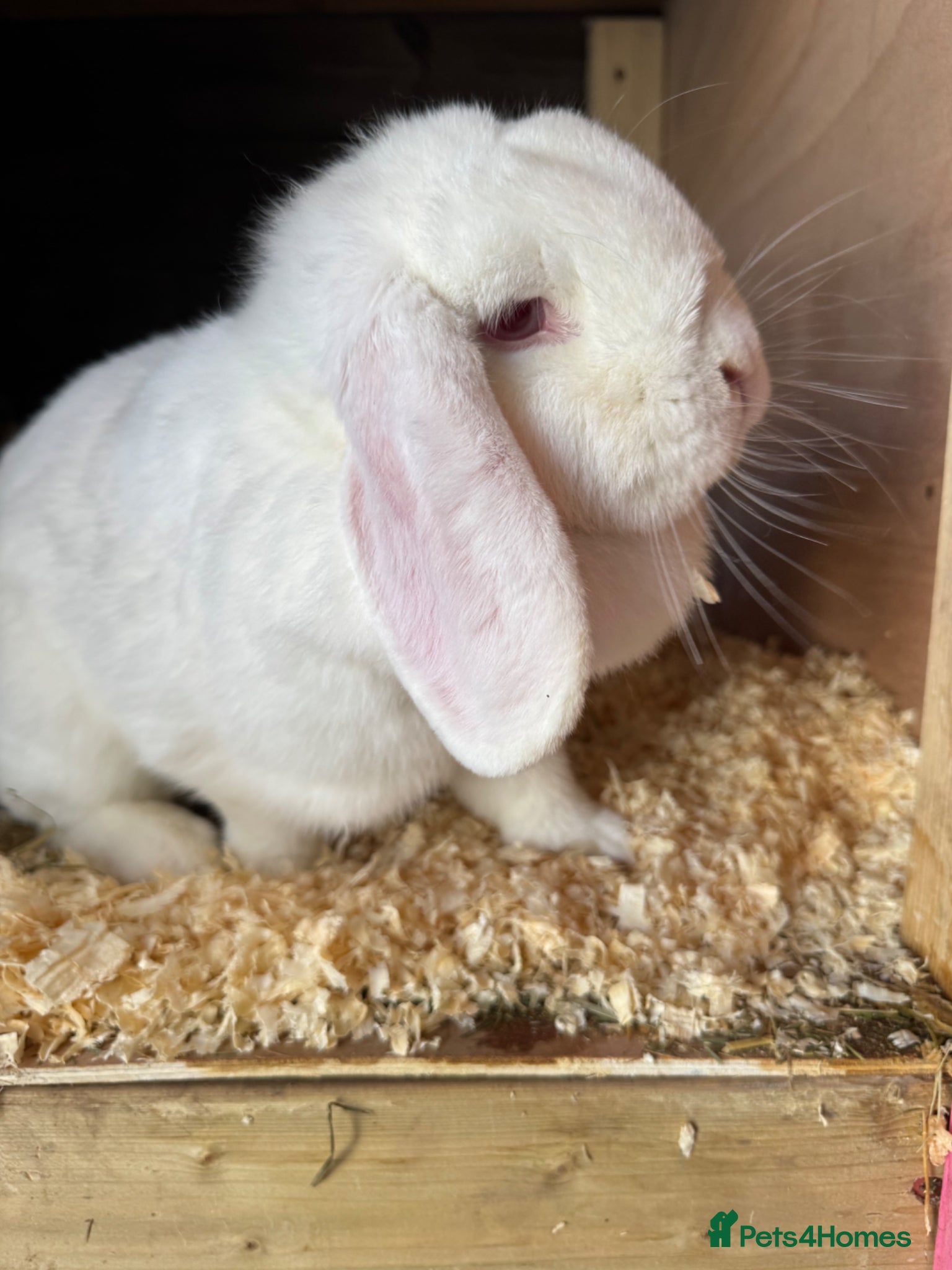 Mini Lop rabbits Lovely cuddly dwarf lop. 1 years old - Advert 22