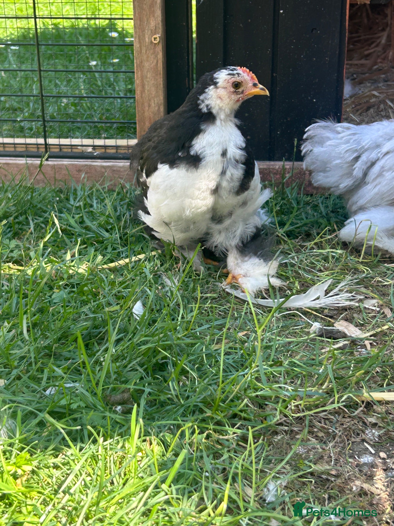 Chickens poultry Pekin Bantam Cockerels - Advert 2