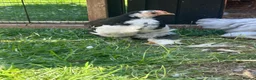 Chickens poultry for sale: Pekin Bantam Cockerels in Calne - Advert 1