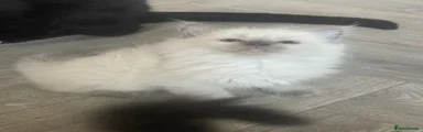 Ragdoll 1