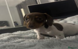 Miniature Dachshund dogs for sale: Four beautiful miniature dachshund girls - Advert 17