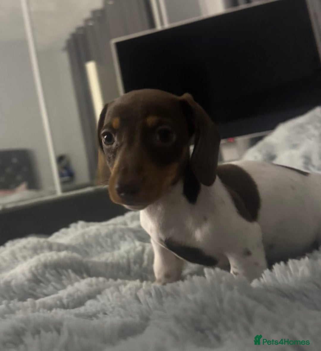 Miniature Dachshund dogs for sale: Four beautiful miniature dachshund girls - Advert 17