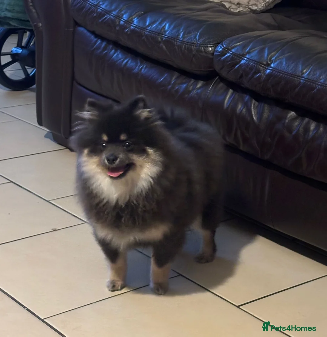 Pomeranian dogs for sale: Last kc reg girl available 5 half months old  ❤️ - Advert 7