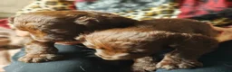 Mixed Breed dogs for sale: Cockapoo/Springer in Ferryhill - Advert 10