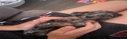 Miniature Dachshund dogs for sale: Fluffy miniature dachshund  - Advert 26
