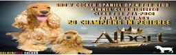 Cocker Spaniel dogs for sale: KC CHAMPION LINES GOLD SHOW SPANIEL  - Advert 9