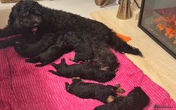 Cavapoo dogs for sale: Cavapoo Puppies  - Image 8