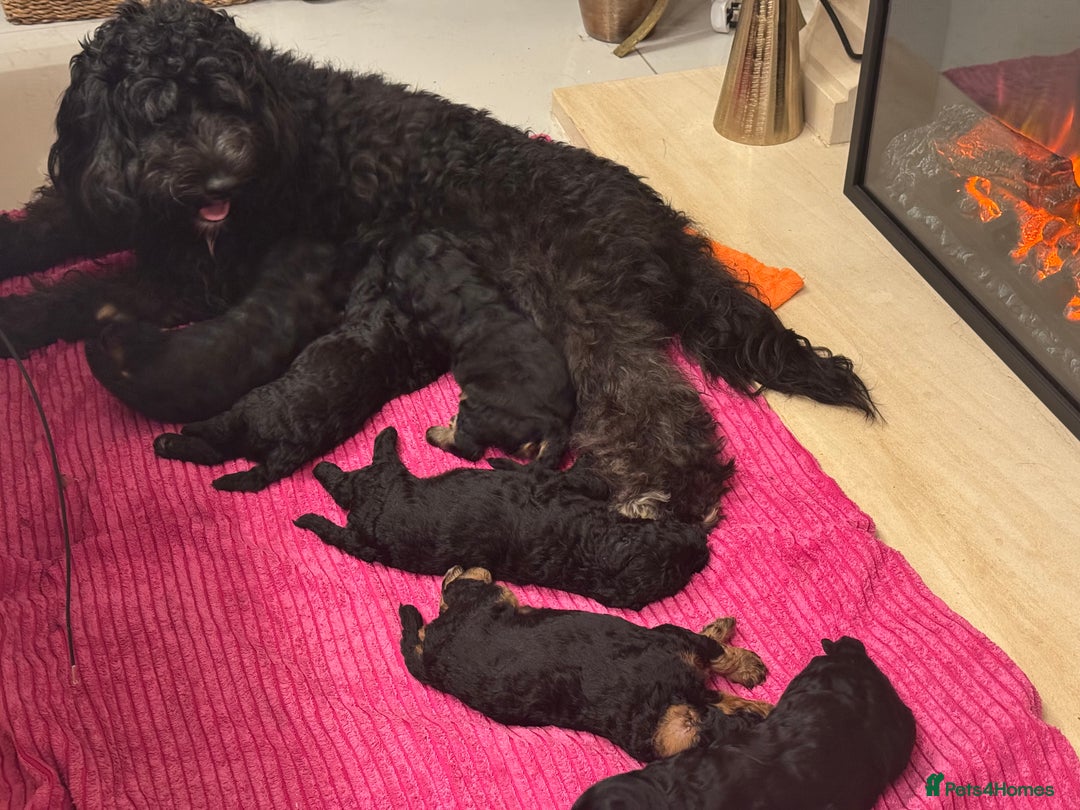 Cavapoo dogs for sale: Cavapoo Puppies  - Image 8