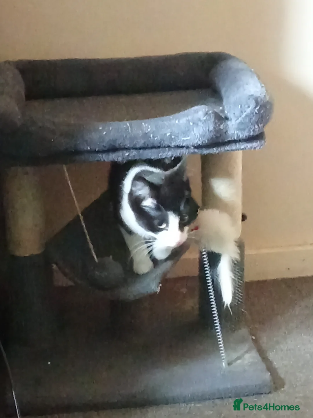 Mixed Breed cats for sale: Gorgeous kitten looking for his forever home - Advert 2